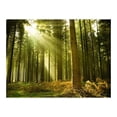thumbnail image 3 of Tiptophomedecor Landscape Wallpaper Wall Mural - Pine Forest, 3 of 4