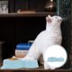 thumbnail image 2 of KAKOWELY bebedero para mascotas, comedero para perros y gatos, recipiente para agua., 2 of 5