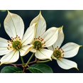 thumbnail image 4 of Beautiful White Flower Themed Backdrop Banner Party Decorations Background Photo Props for Garden Parties Spring Celebrations Weddings and Indoor Decor, 4 of 4
