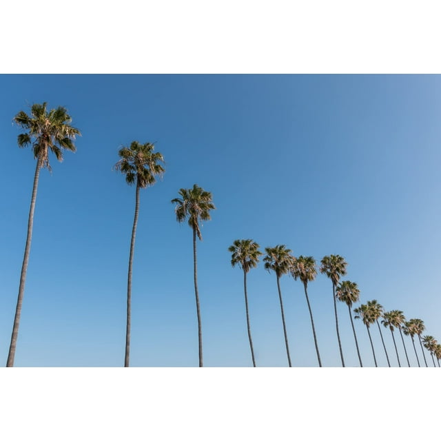 Mexican Fan Palm Tree Seeds, Washingtonia Robusta 20 Seeds for Planting