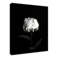 thumbnail image 2 of Creative Products White Rose on Black Background 24x30 Canvas Wall Art, 2 of 5