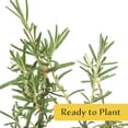 thumbnail image 5 of 2 Ken Taylor Rosemary in 3.5" Nursery Cubes | Rosmarinus officinalis ‘Ken Taylor’ | Fragrant Evergreen Herb for Cooking, Gardens & Containers | Ready-to-Plant Live Plants, 5 of 7