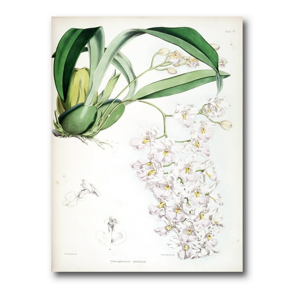 Designart ' Ancient White Orchid II ' Traditional Canvas Wall Art Print