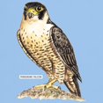 thumbnail image 3 of CafePress - Peregrine Falcon Bird Light T Shirt - Light T-Shirt - CP, 3 of 4