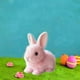 thumbnail image 5 of Electronic Plush Bunny Companion Plush Animal Can Jump and Make Sound Stuffed Animal Soft Plush Toy for Easter Boys and Girls, 5 of 5