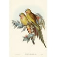 thumbnail image 2 of Gould, John 13x18 Black Ornate Wood Framed with Double Matting Museum Art Print Titled - The Princess of Waless Parakeet-Polytelis Alexandrae, 2 of 4