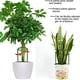 thumbnail image 5 of Soporte Para Plantas, Soporte De Plástico Para Plantas Trepadoras, Enrejado Para Plantas Trepadoras De Interior seitruly HA039779-02, 5 of 6