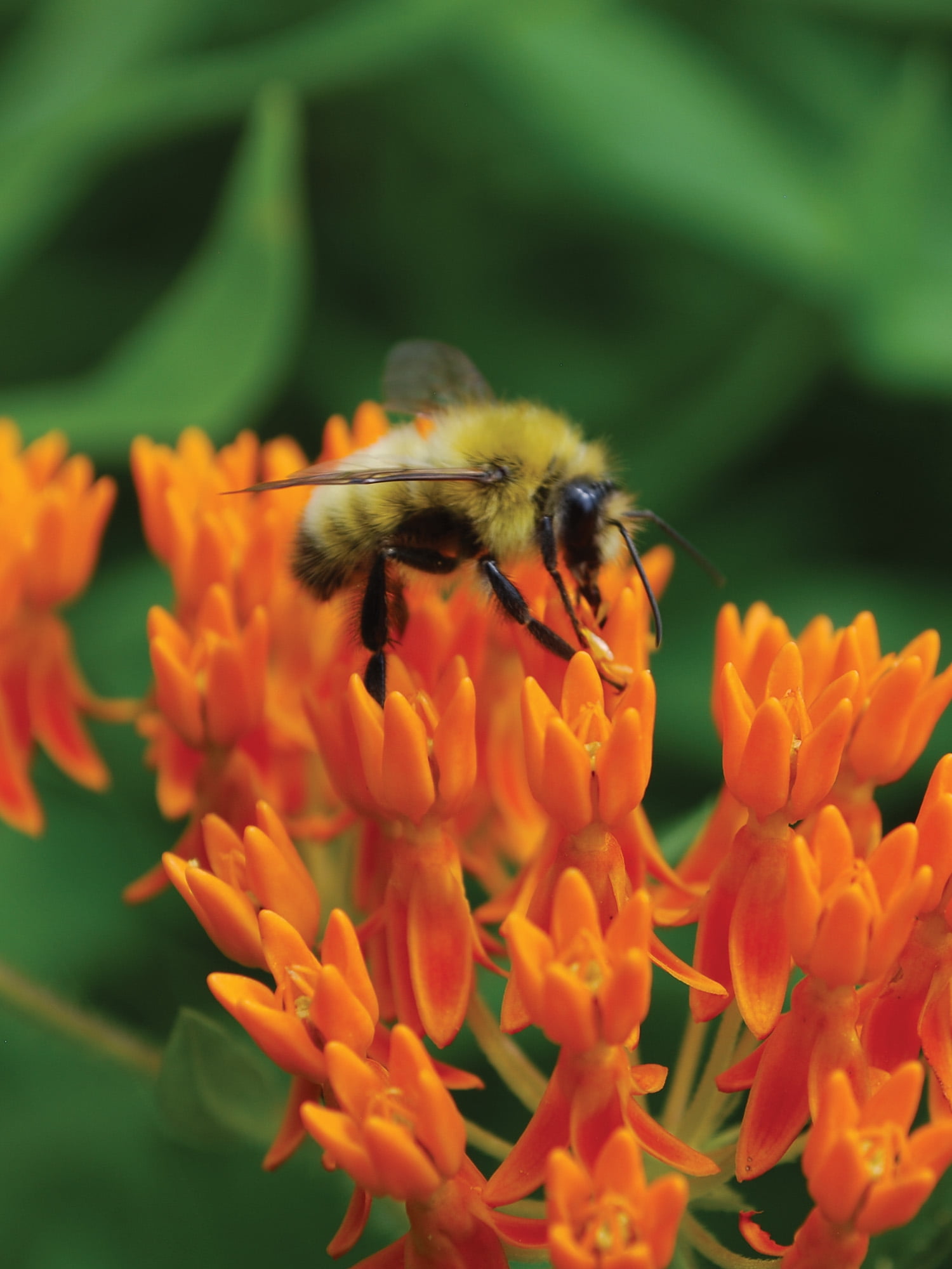 Burpee Asclepias Tuberosa Butterfly Weed Seed, Perennial Flower, Full Sun