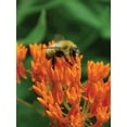 thumbnail image 2 of Burpee Asclepias Tuberosa Butterfly Weed Seed, Perennial Flower, Full Sun, 2 of 5