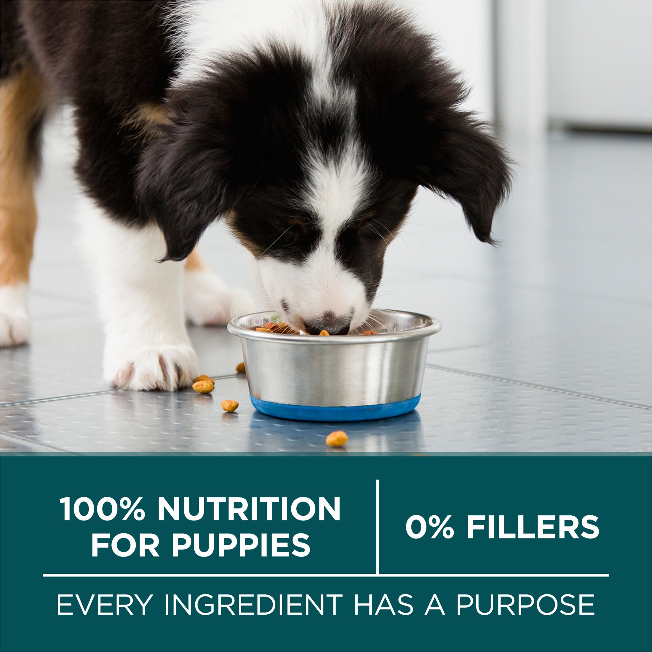 Purina One Plus Large Breed Puppy High Protein Dry Food, 40 lb photo 7