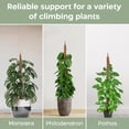 thumbnail image 4 of Soportes para plantas K-Brands, paquete de 2, tutores de musgo flexibles de 71 cm, 4 of 6