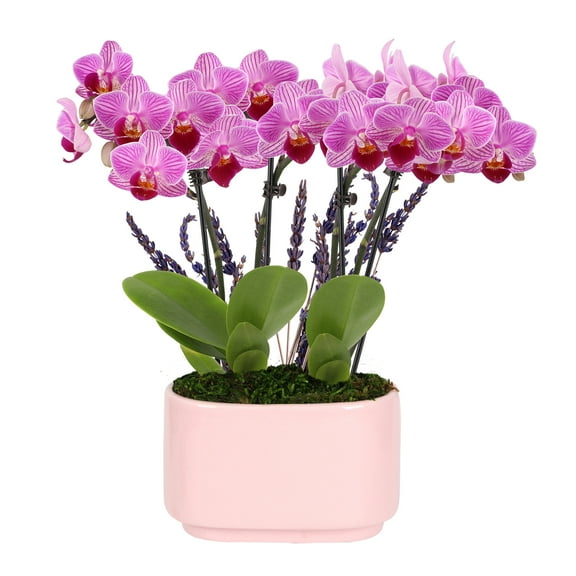 4IN Mini Pink Orchid Planter with Lavender – Pink Jan Pot