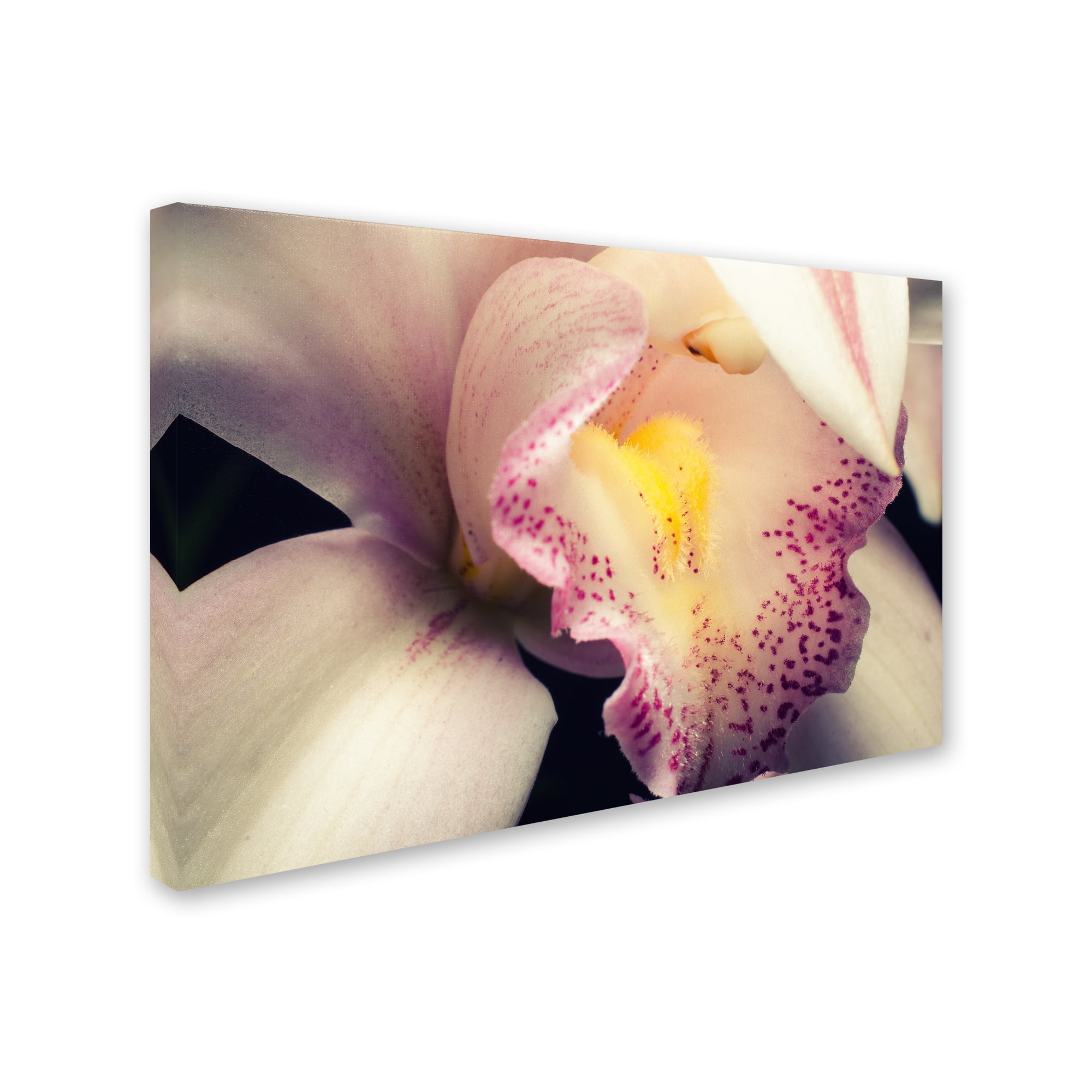 Close-Up of Orchid' Canvas Art by PIPA Fine Art