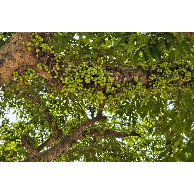 Ficus Racemosa Banque De Photographies Et D'images à Haute Résolution