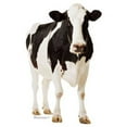 thumbnail image 1 of Advanced Graphics 709 Cow Life-Size Cardboard Stand-Up, 1 of 4