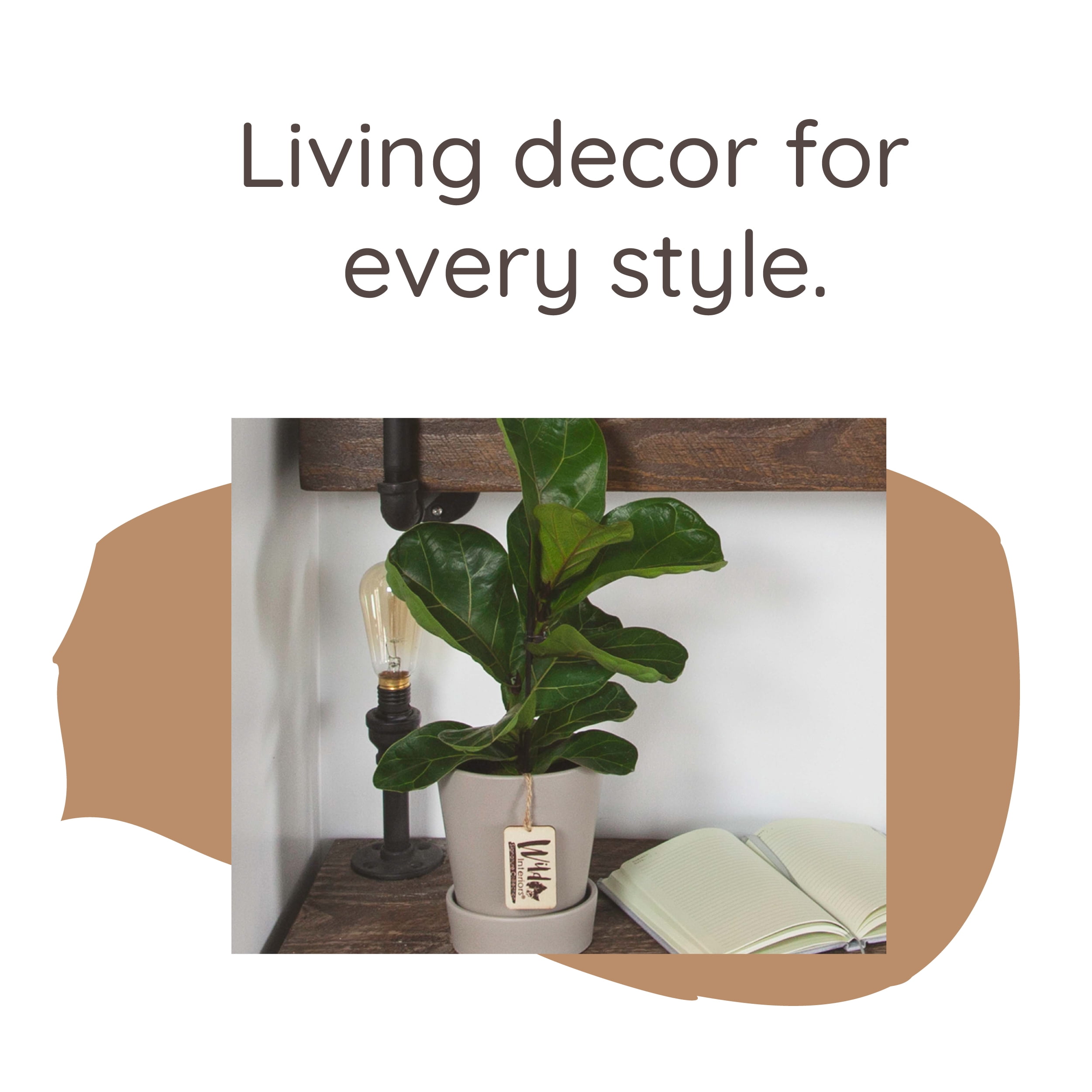Wild Interiors Dwarf Fiddle Leaf Fig Plant, 2-3’ Tall, 5” Ceramic Pot
