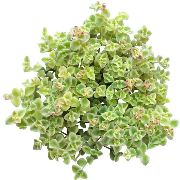 Sedum Little Missy Succulent (2"  Plastic Pot) - Tiny, Lovely, Easy to Care Succulent for Beginners - Live Healthy Succulent for Home Office