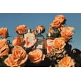 thumbnail image 3 of Crema de manos L'Occitane Rose Nourish Protect con manteca de karité 75 ml, 3 of 3