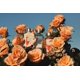 thumbnail image 3 of Crema de manos L'Occitane Rose Nourish Protect con manteca de karité 75 ml, 3 of 3