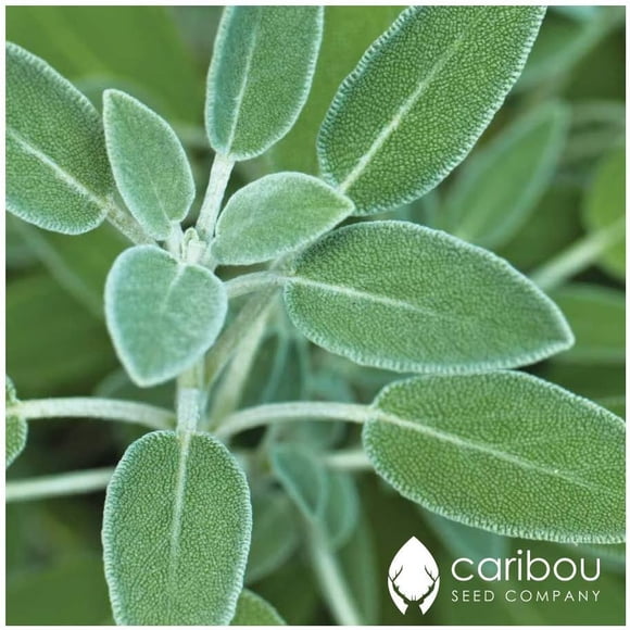 GSDWIUEW SAGE 40-50 Herb Seeds Ideal for Meat, Sauces, Stuffing Seed & High Germination Herb Seed