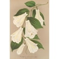 thumbnail image 2 of Charles Antoine Lemaire 11x14 Gold Ornate Wood Frame and Double Matted Museum Art Print Titled - Lapageria Rosea R. Et.P. Var. Albiflora (1854-1896), 2 of 4