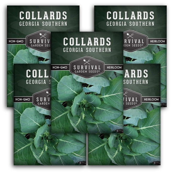 5 Packs Georgia Southern Collard Greens Seed - Full Sun Biennial Vegetable