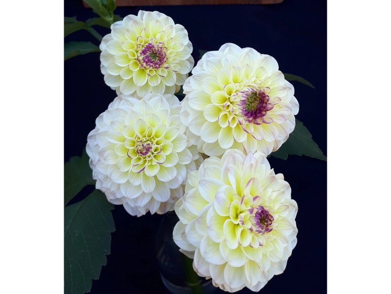 40 Seeds Yellow Cherish Dahlia Seeds Pollinator Friendly Heirloom Flower Seeds Mix for Planting