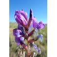 thumbnail image 2 of 30 Purple LOCOWEED CRAZYWEED Oxytropis Lambertii Native Flower Seeds, 2 of 11