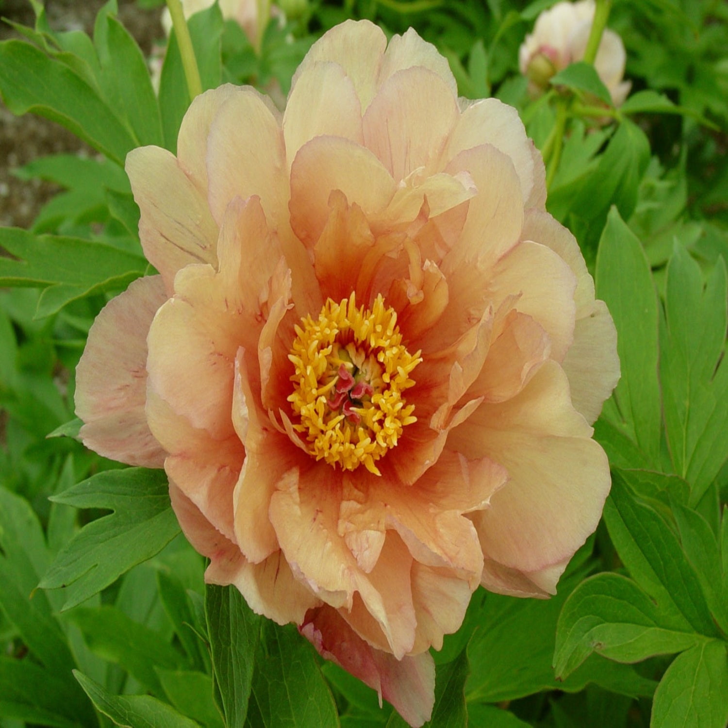 Expert Gardener 12-18" Peony Summer Sunset™ Live Tree in 1 gal. Grower Pot