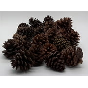 Jodhpuri Natural Pine Cones 1.5 - 3", 20 pc