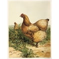 thumbnail image 2 of Harrison Weir 19x24 Gold Ornate Framed and Double Matted Museum Art Print Titled - Buff Cochin Hen (1867), 2 of 4