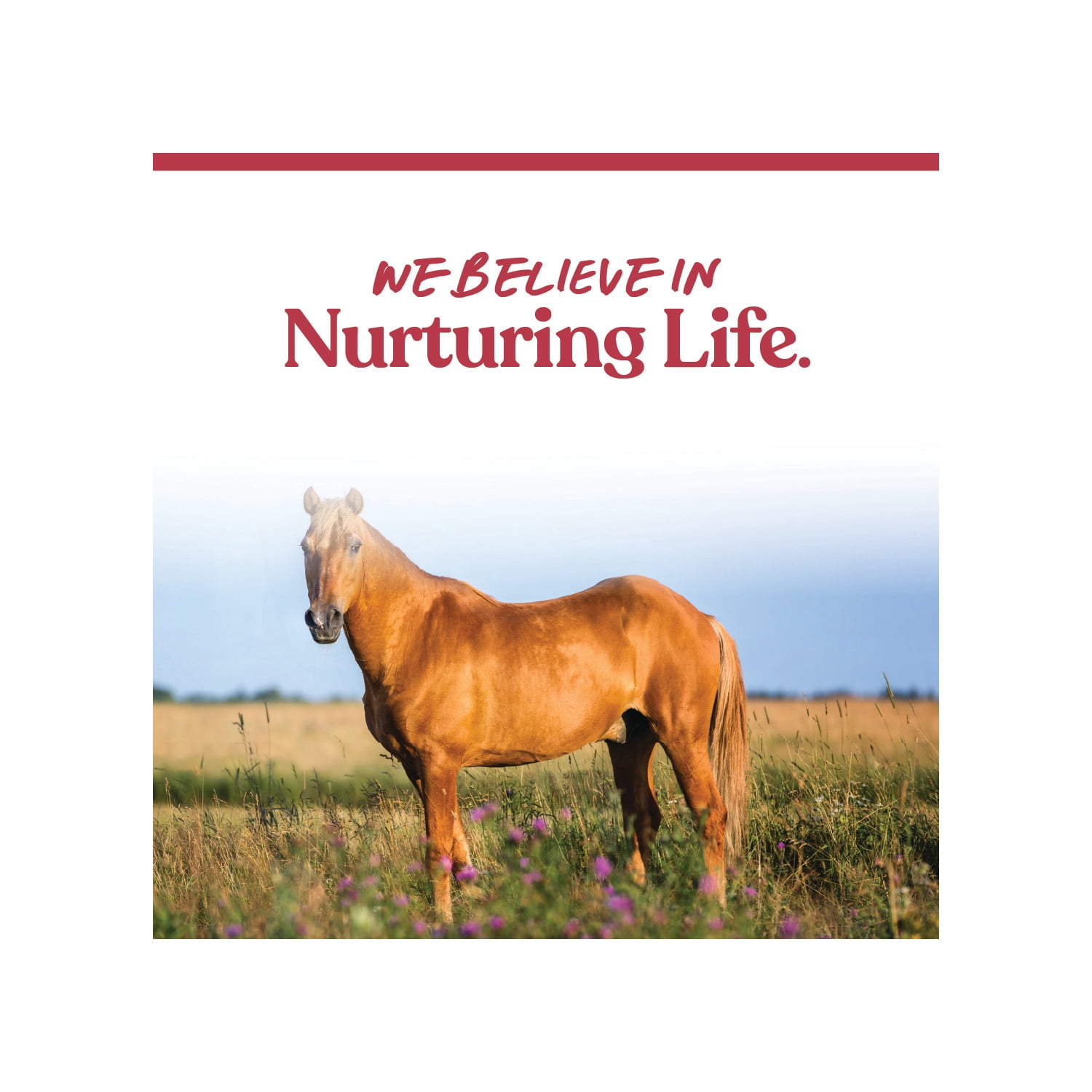 Manna Pro Weight Accelerator for Senior Horses w/Omega 3 Fatty Acids 8lbs.