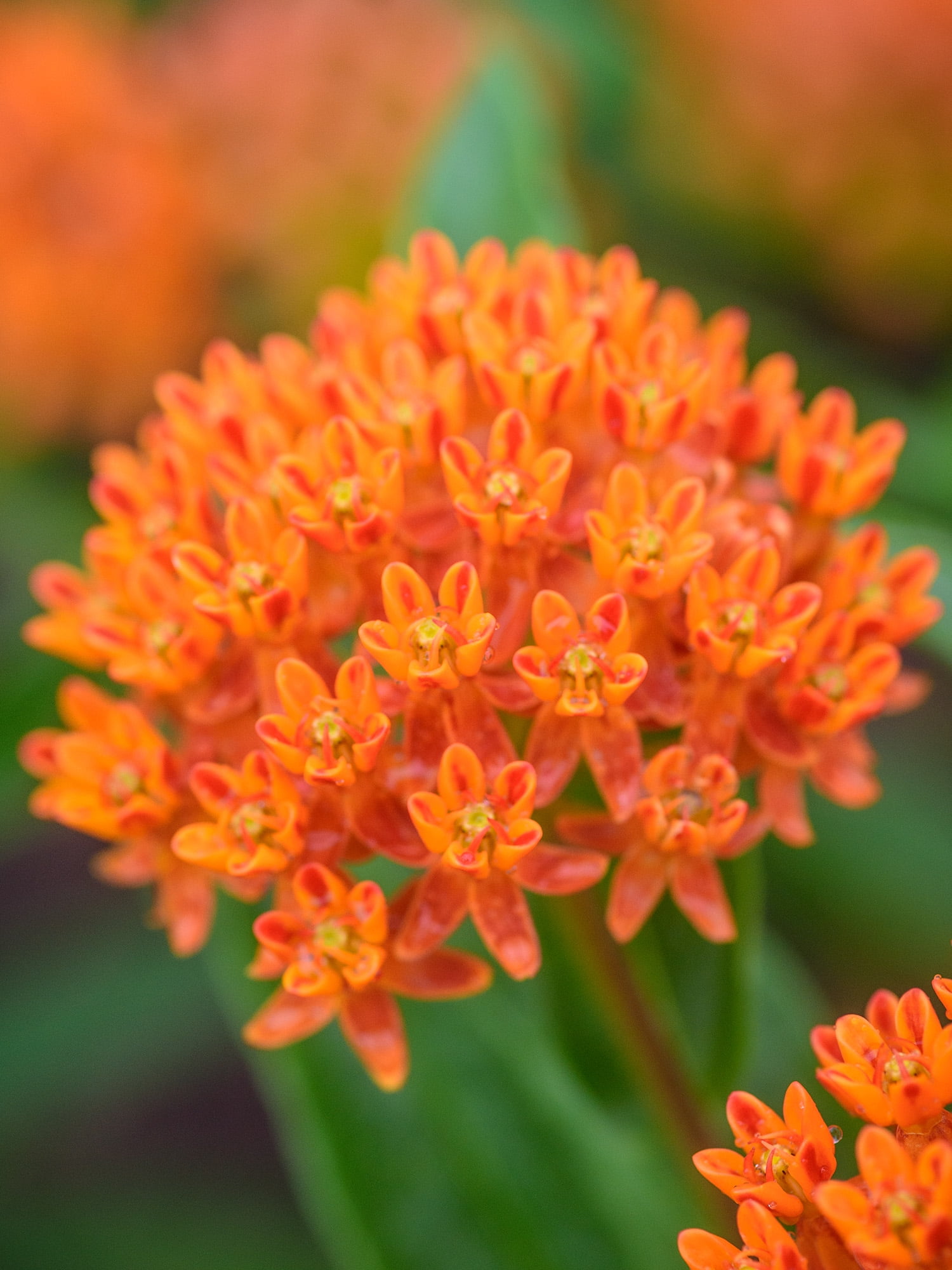 Burpee Asclepias Tuberosa Butterfly Weed Seed, Perennial Flower, Full Sun