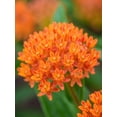 thumbnail image 5 of Burpee Asclepias Tuberosa Butterfly Weed Seed, Perennial Flower, Full Sun, 5 of 5