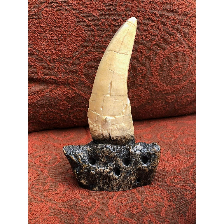 T rex tooth discount price