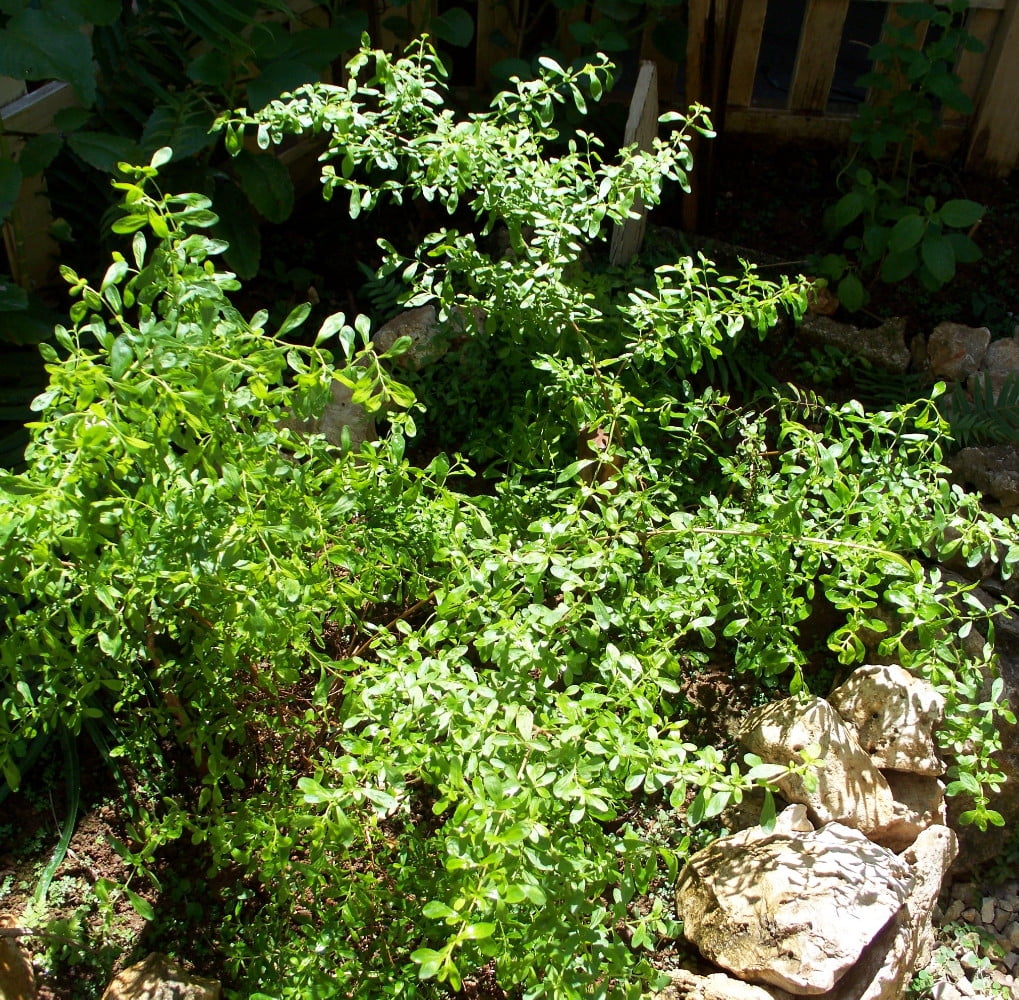 Kama Sutra Jamaican/Costa Rican Mint Plant Satureja