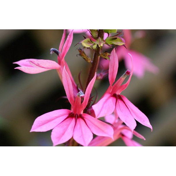 Fan Salmon Cardinal Perennial Plant - Lobelia - Very Hardy - Quart Pot ...