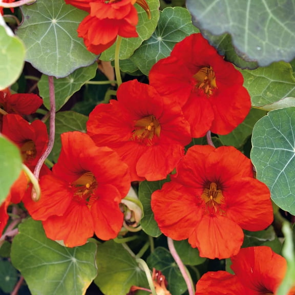 Eden Brothers Nasturtium Seeds - Indian Chief Non-GMO Seeds for Planting, Packet | Low-Maintenance Flower Seeds, Plant During Spring Season, Zones 10, 3, 4, 5, 6, 7, 8, 9