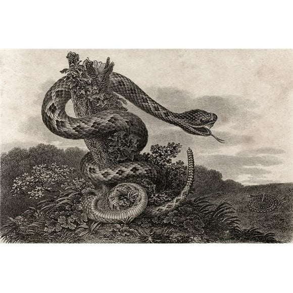 Striped Rattlesnake Crotalus Durissus From A 17th Century Poster Print&#44; 34 x 22