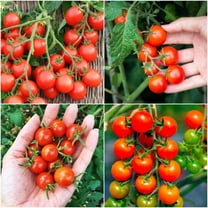 Cherry Tomato Seeds for Growing - 100 Seeds