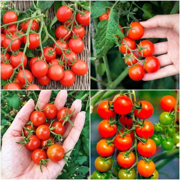 Cherry Tomato Seeds for Growing - 100 Seeds