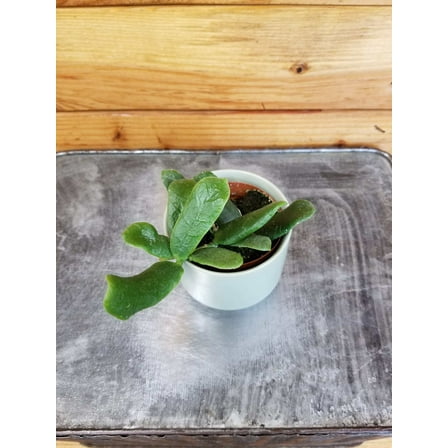 Hoya Rotundiflora, 2" Plant, The Plant Farm
