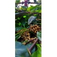 thumbnail image 5 of Volcanica Coffee Kopi Luwak Coffee - Cage Free, 2 oz. Sample Gift Box - 2 oz. sample gift box / Whole Bean, 5 of 6