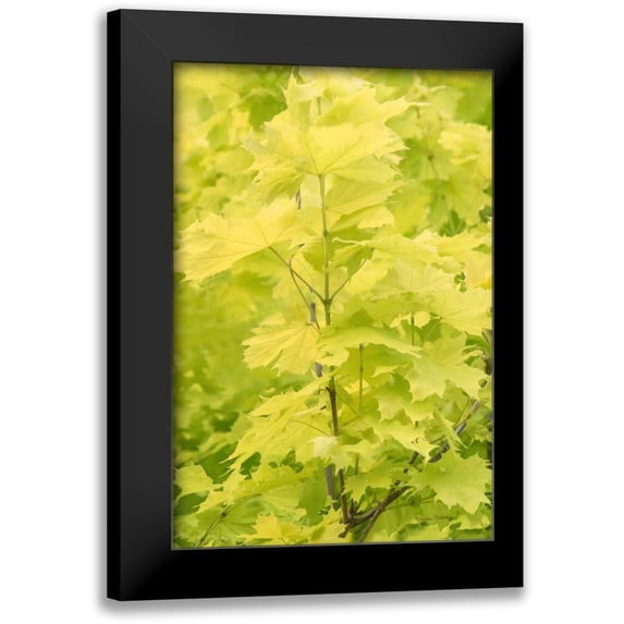 Murdock, Ramona 13x18 Black Modern Framed Museum Art Print Titled - Spring Leaves III
