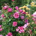 thumbnail image 5 of Heirloom Roses Rose Bush - Parade Day™ Grandiflora , Live Rose Plant, 5 of 5