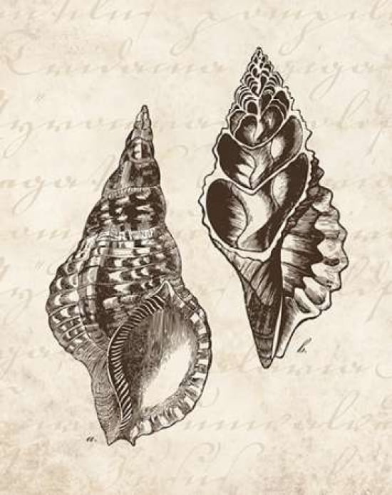 Elegant Shells I -