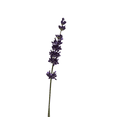thumbnail image 3 of Hidcote Blue Lavender Herb -3" Pot - Live Plant, 3 of 4