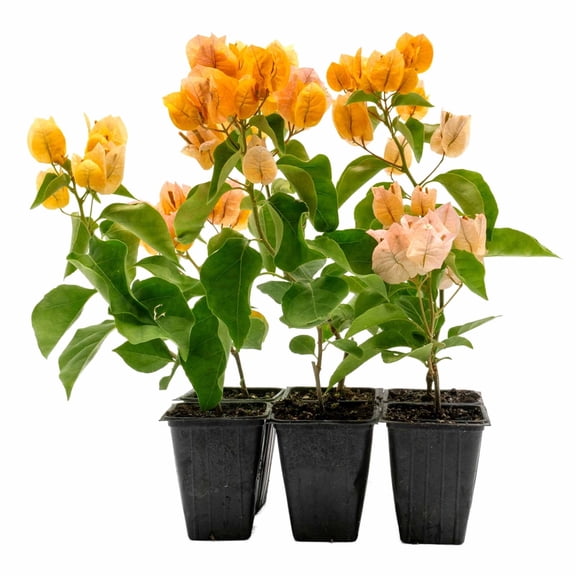 3 California Gold Bougainvillea – Golden Apricot Flowering Tropical Climbing Vine for Trellises & Fences (Bougainvillea x buttiana ‘California Gold’) in 3.5” Cubes, Live Plants