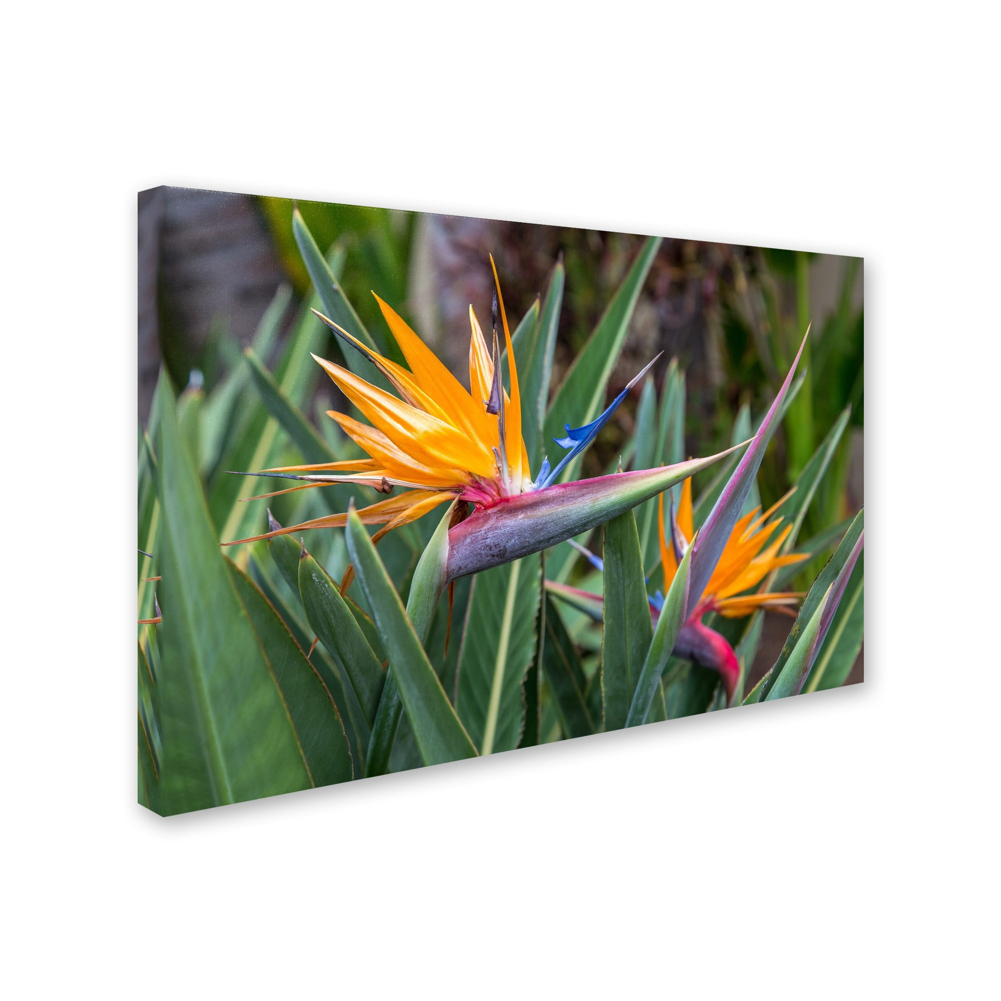 Trademark Fine Art 'Two Birds of Paradise' Canvas Art by Pierre Leclerc