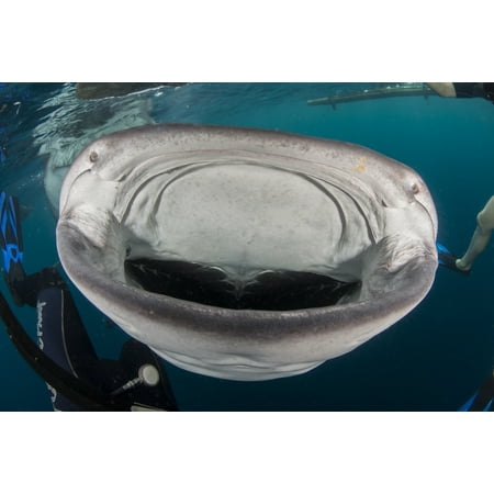 Wide Whale (Whale shark swimming towards divers with mouth wide open Cenderawasih Bay West Papua Indonesia Poster)